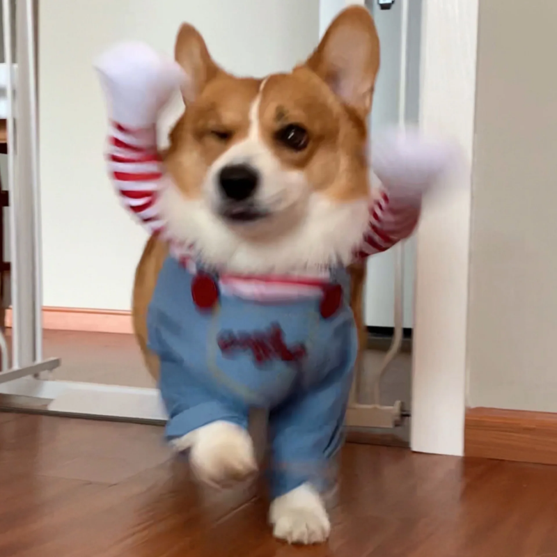 Déguisement Chien - ChuckDoggy™
