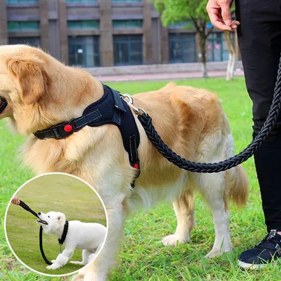 chien avec laisse noir