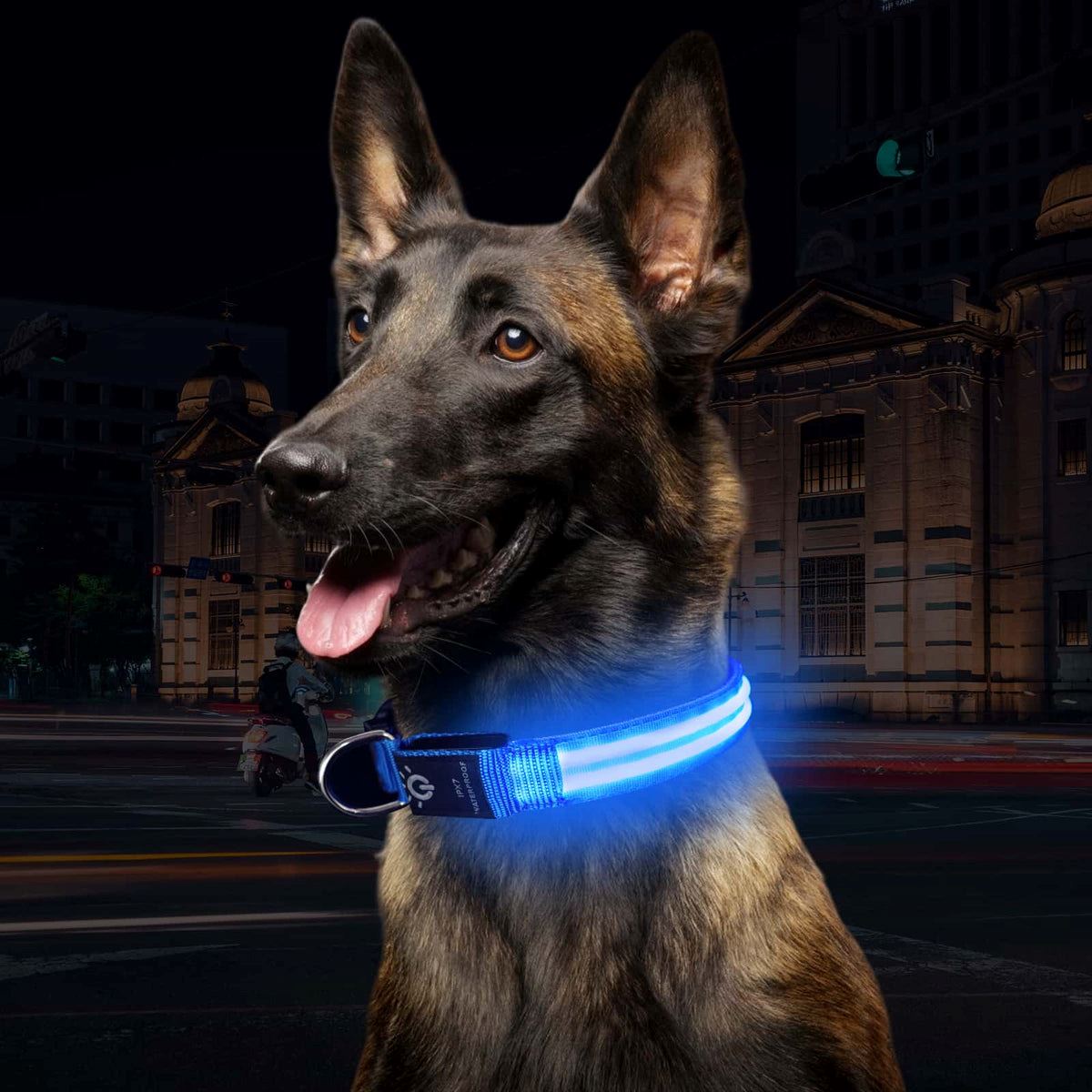 Collier Chien - LEDCollarDogâą - Bleu - Ma Promenade avec Toutou