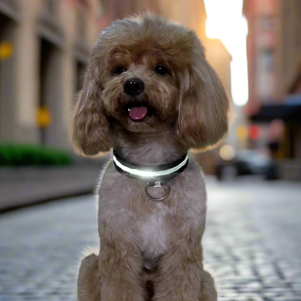 Collier Chien - LEDCollarDogâą - Noir - Ma Promenade avec Toutou