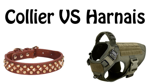 Collier vs Harnais