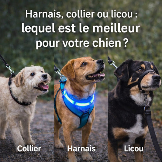 Harnais, collier ou licou : quel équipement choisir pour promener son chien ? - Ma Promenade avec Toutou