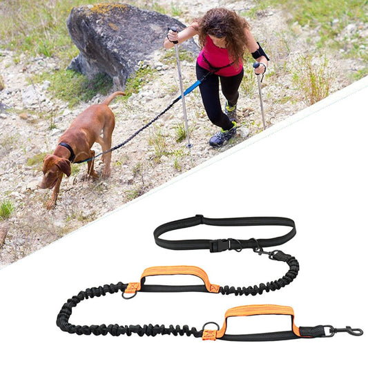 La Laisse pour Chien : L'Accessoire Essentiel - Ma Promenade avec Toutou