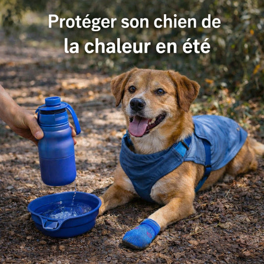 Promener son chien en été : comment le protéger de la chaleur - Ma Promenade avec Toutou