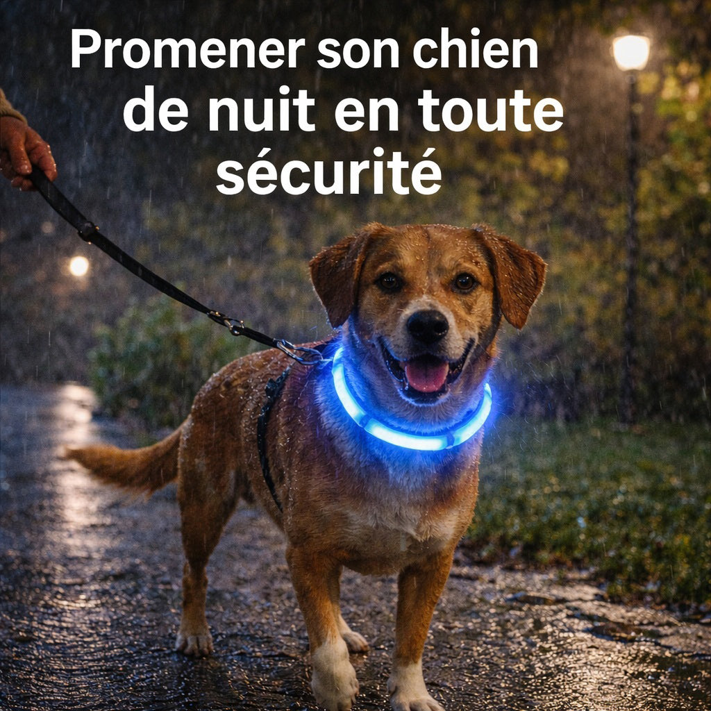Promener son chien de nuit : conseils et accessoires pour une sortie sécuritaire