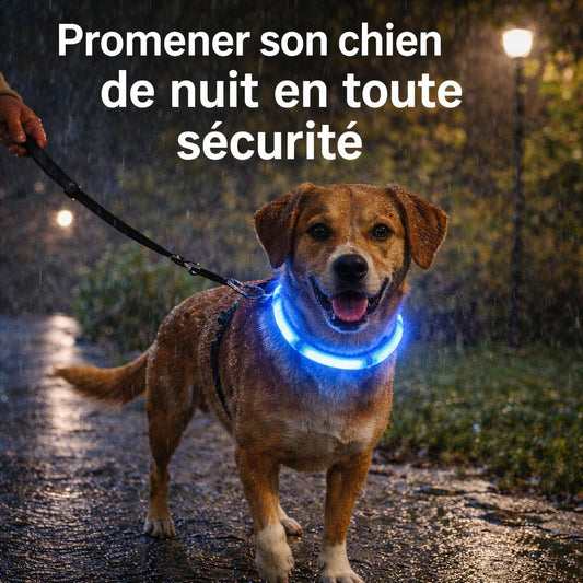 Promener son chien de nuit : conseils et accessoires pour une sortie sécuritaire