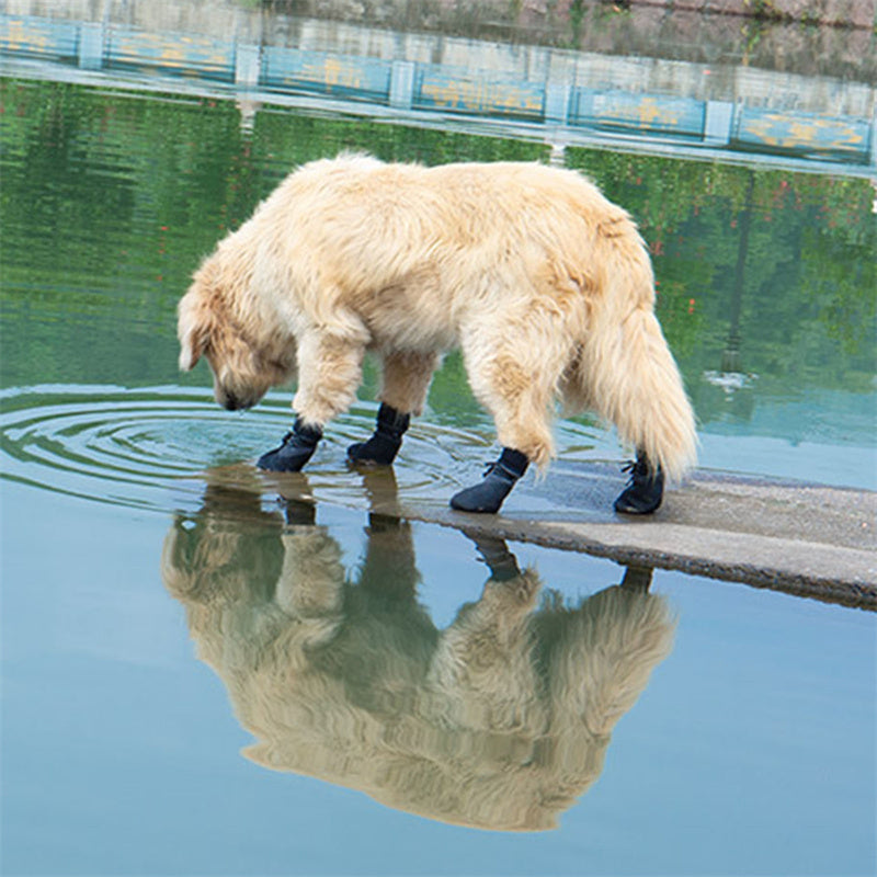 Chaussure Chien - BalerinaStyleShoes™