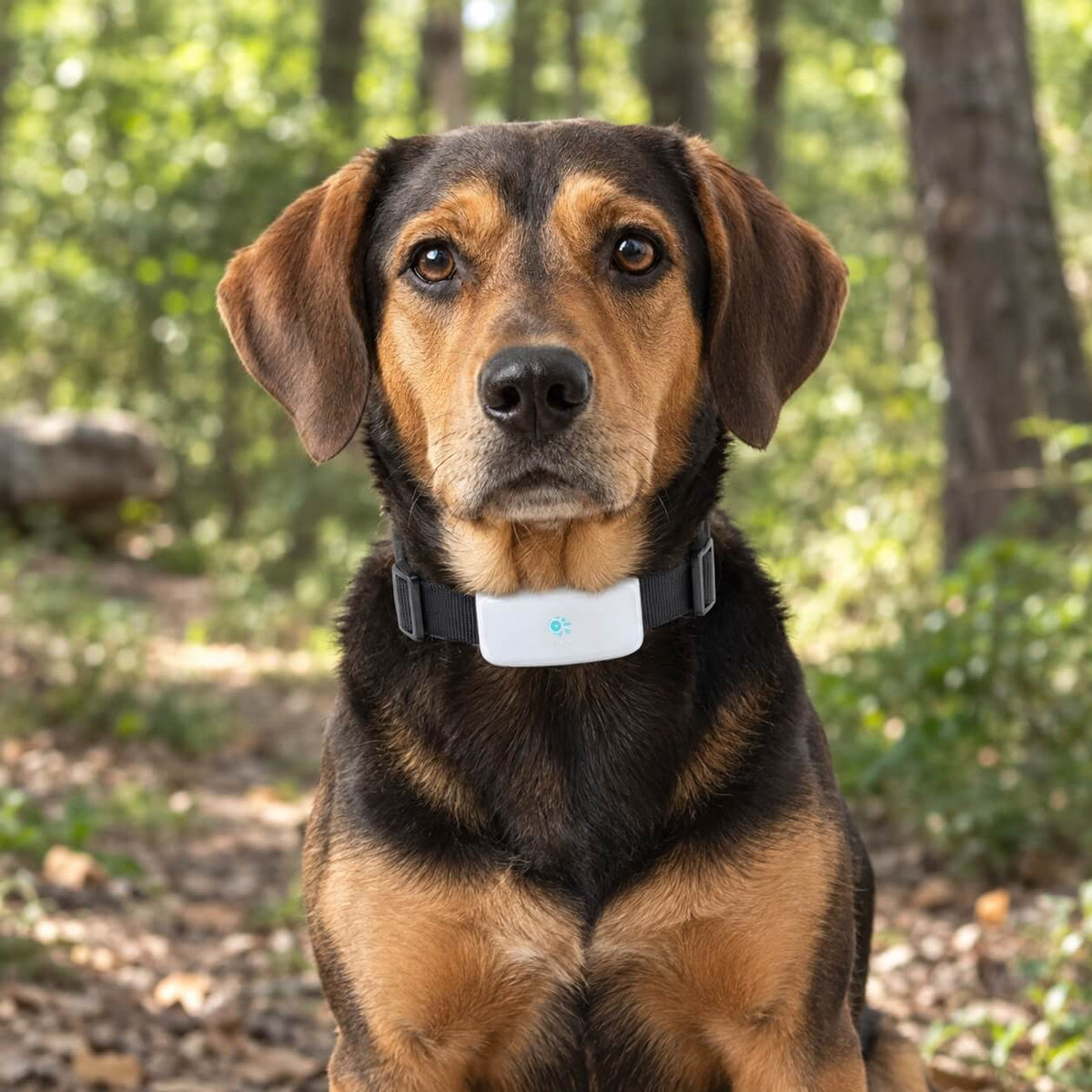 Collier GPS Chien - EasyFoundMe™