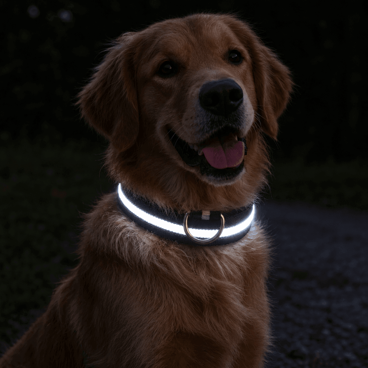 Collier Chien - LEDCollarDog™ - Noir