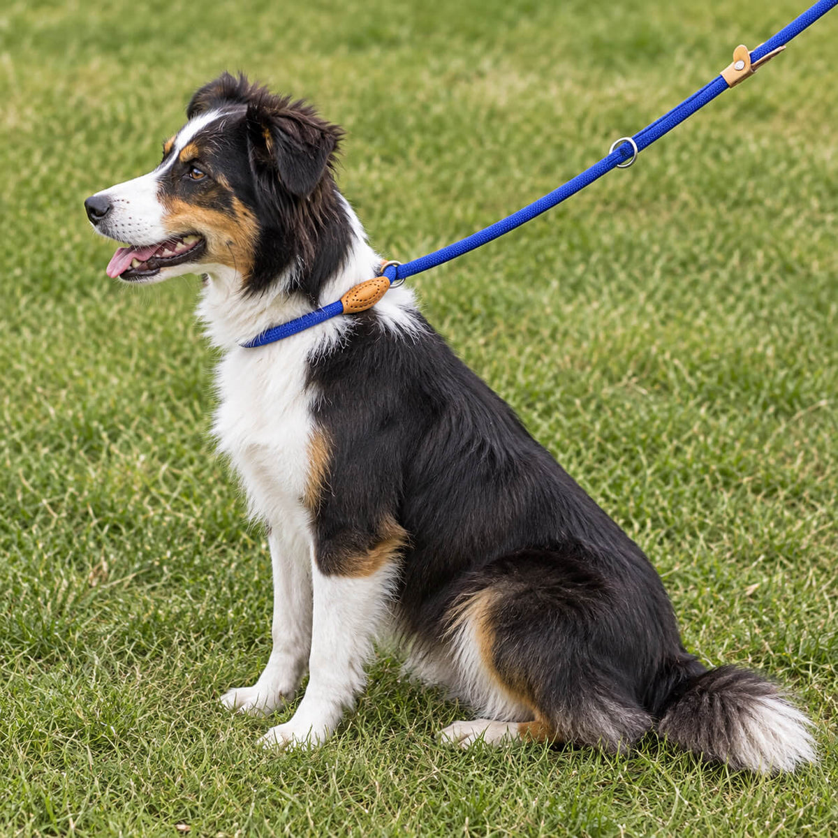laisse chien lasso - EasyWalk™
