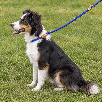 laisse chien lasso - EasyWalk™