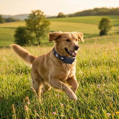Collier GPS chien - CuttieTrack™