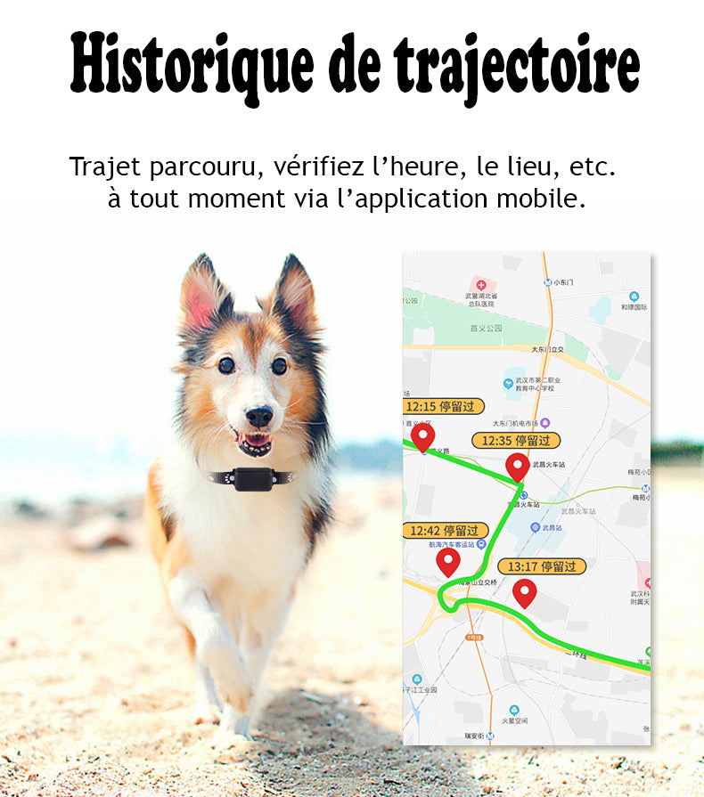 Collier GPS chien - CuttieTrack™