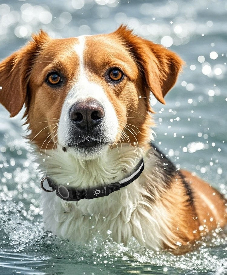 Collier GPS chien - LuminousAirCollar™