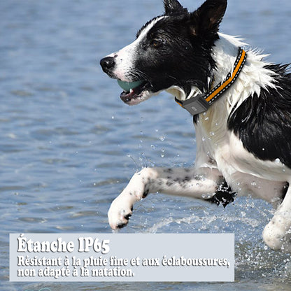 Collier GPS pour chien - SimpleFound™