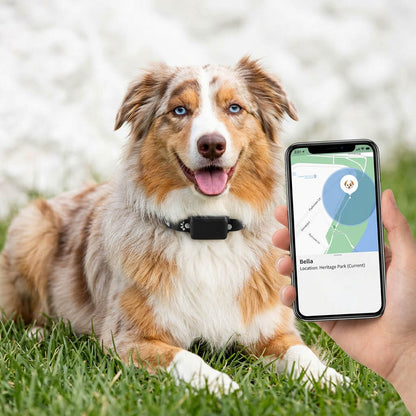 Collier GPS chien - CuttieTrack™