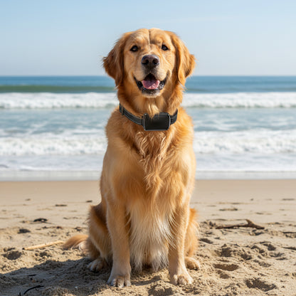 Collier GPS chien - ImNotFar™ a la plage