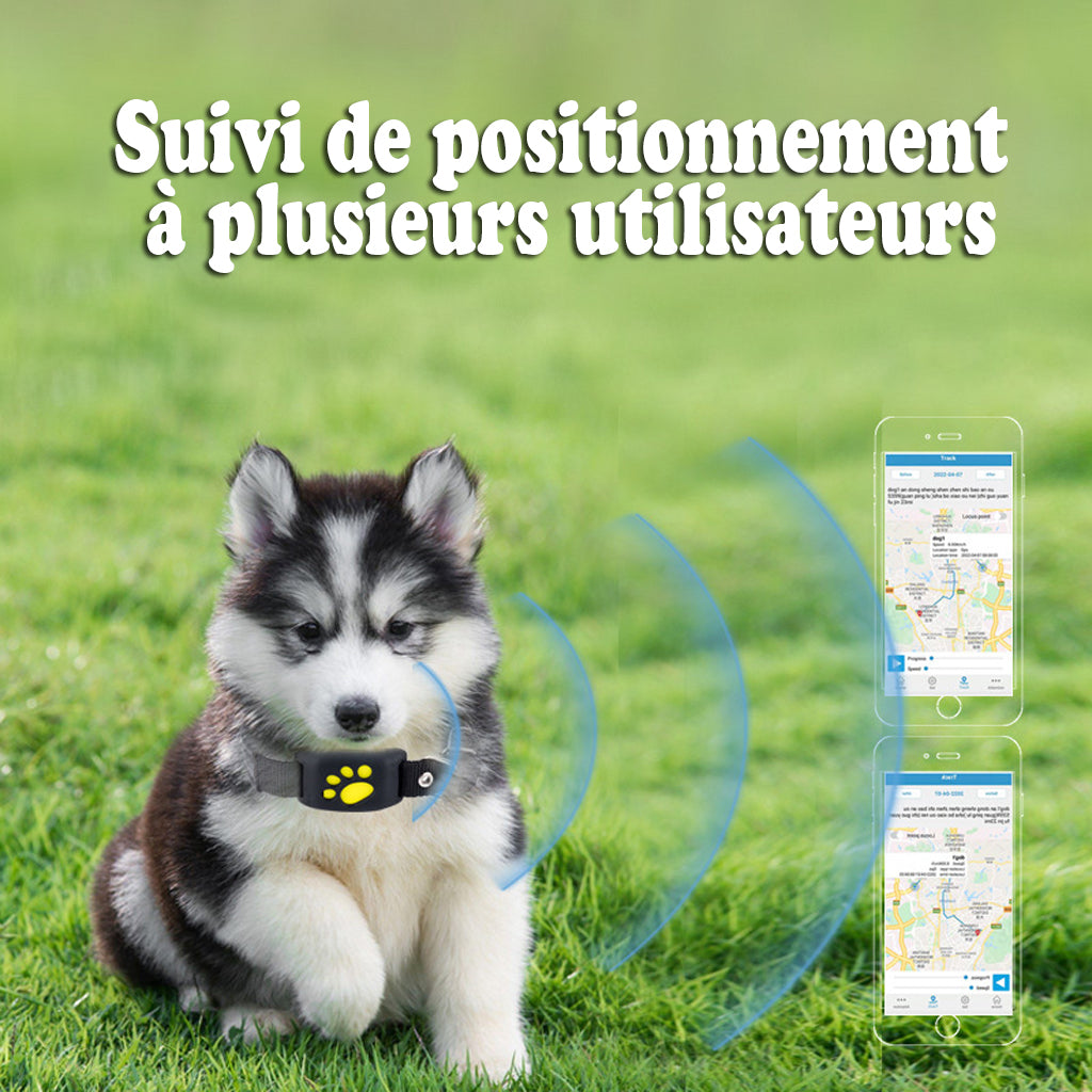 Collier GPS pour chien - GoFoundDog™ suivi
