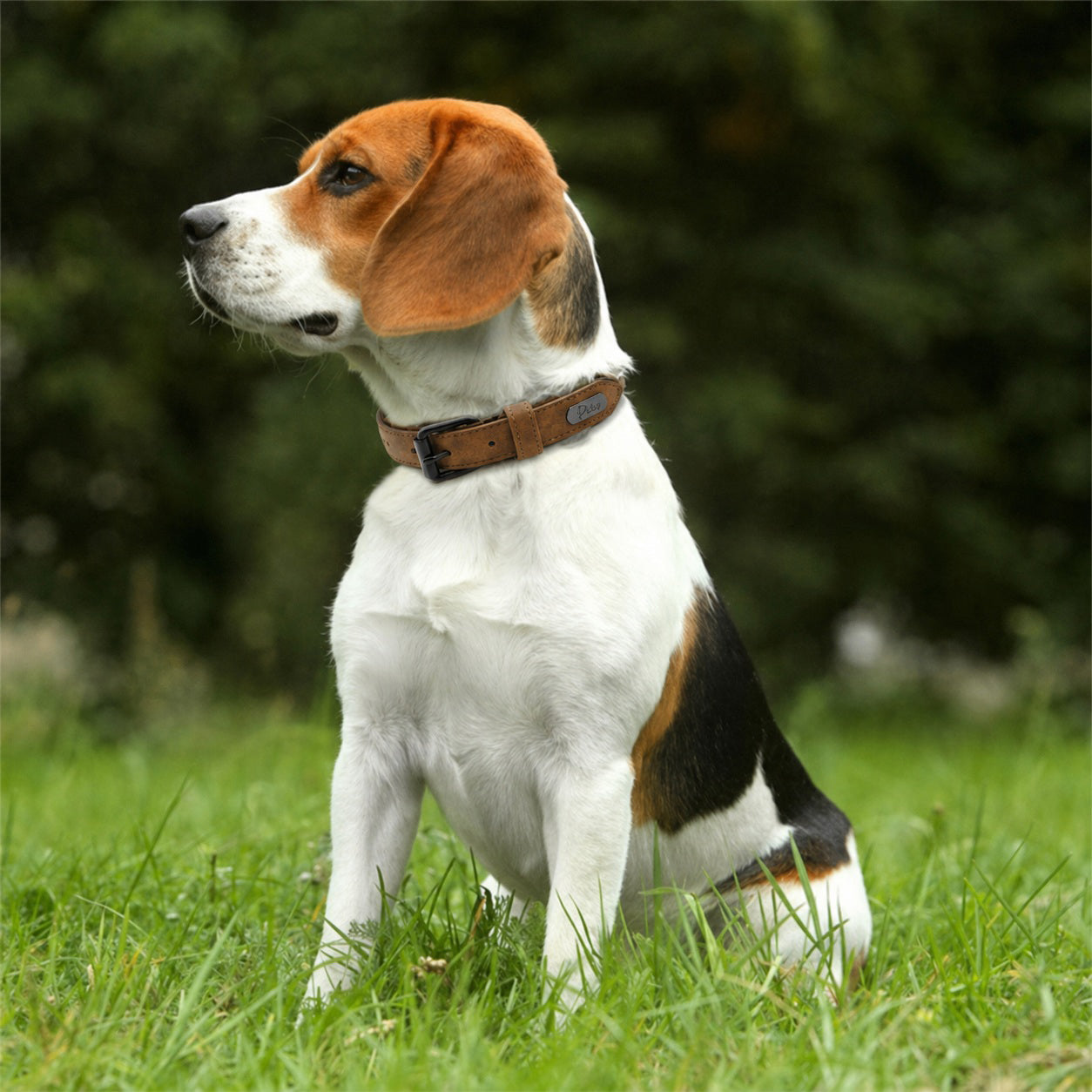 Collier chien - SimpleCuir™