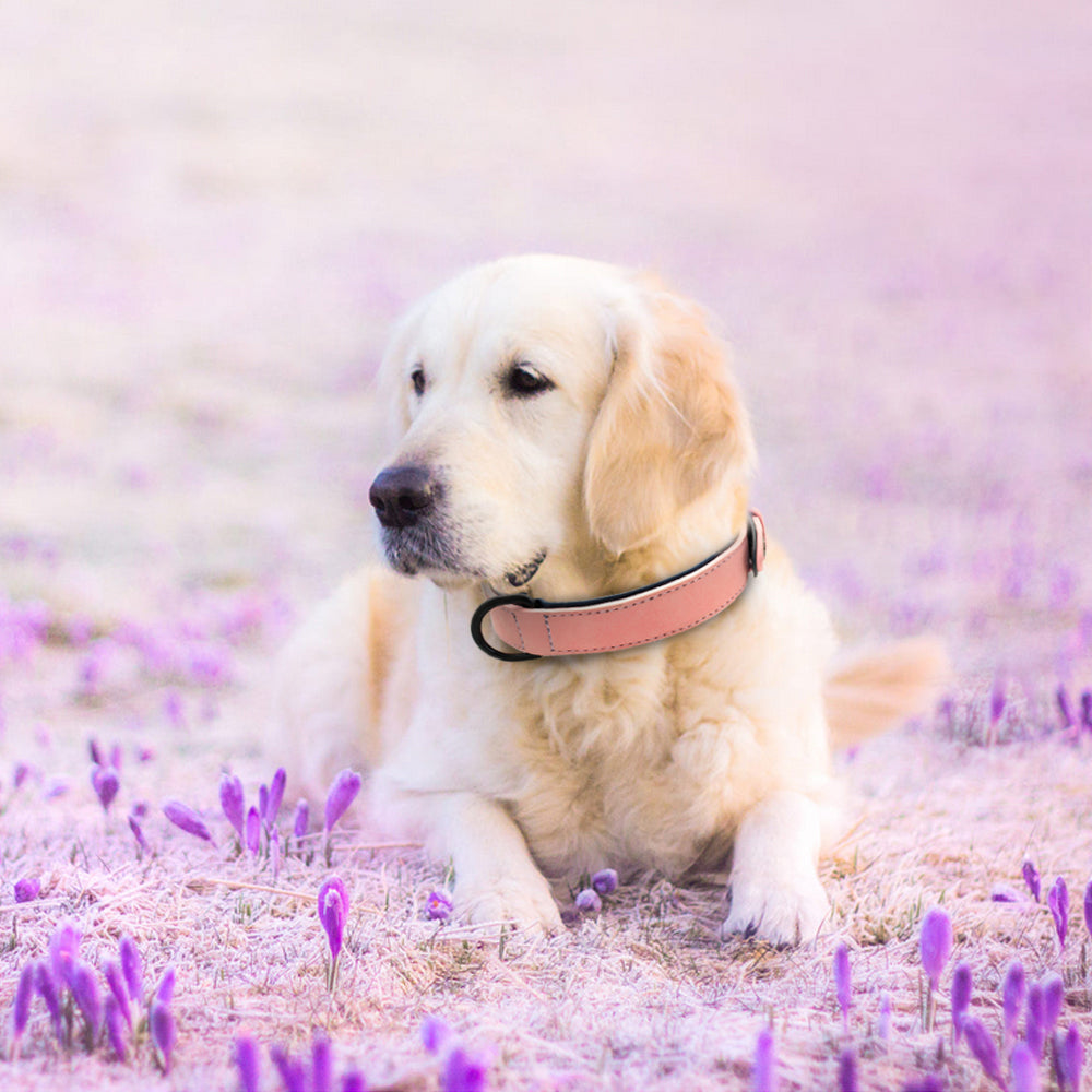 Collier chien - SimpleCuir™