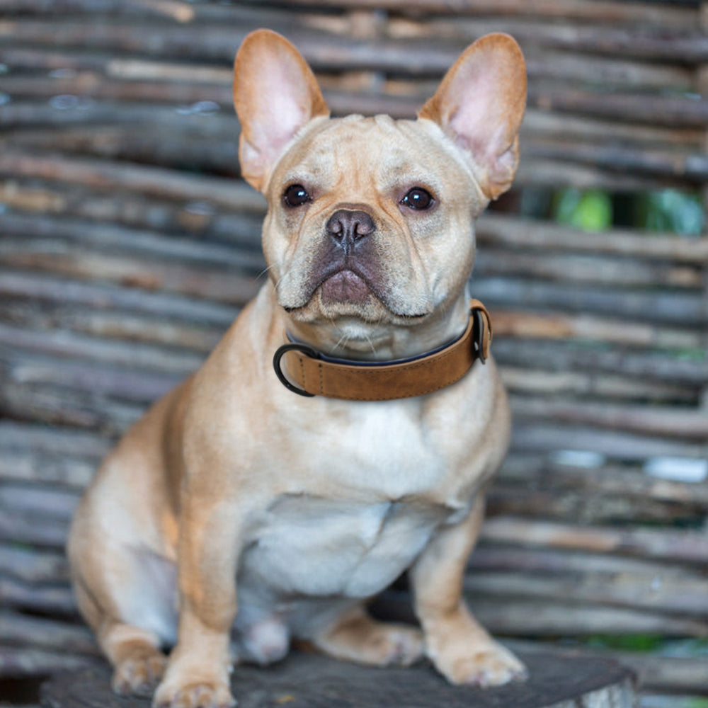 Collier chien - SimpleCuir™