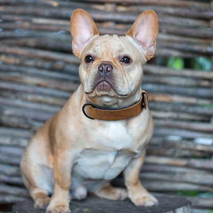 Collier chien - SimpleCuir™