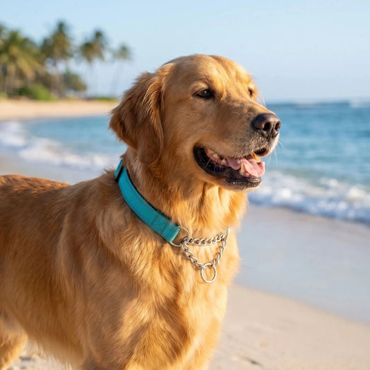 Collier etrangleur chien - SmartStranglerCollar™