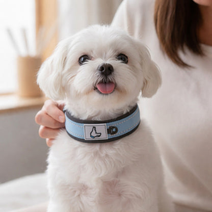 Collier pour Chien - ConfortTotal™