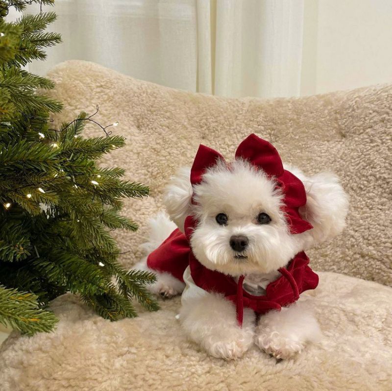 Déguisement chien - PrincessDog™