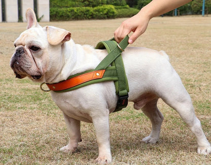 Harnais pour chien - JustSweet™