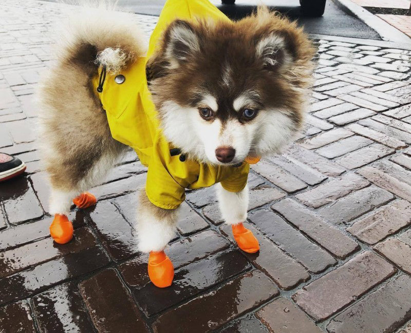 Imperméable pour chien​ - FearlessRainDog™