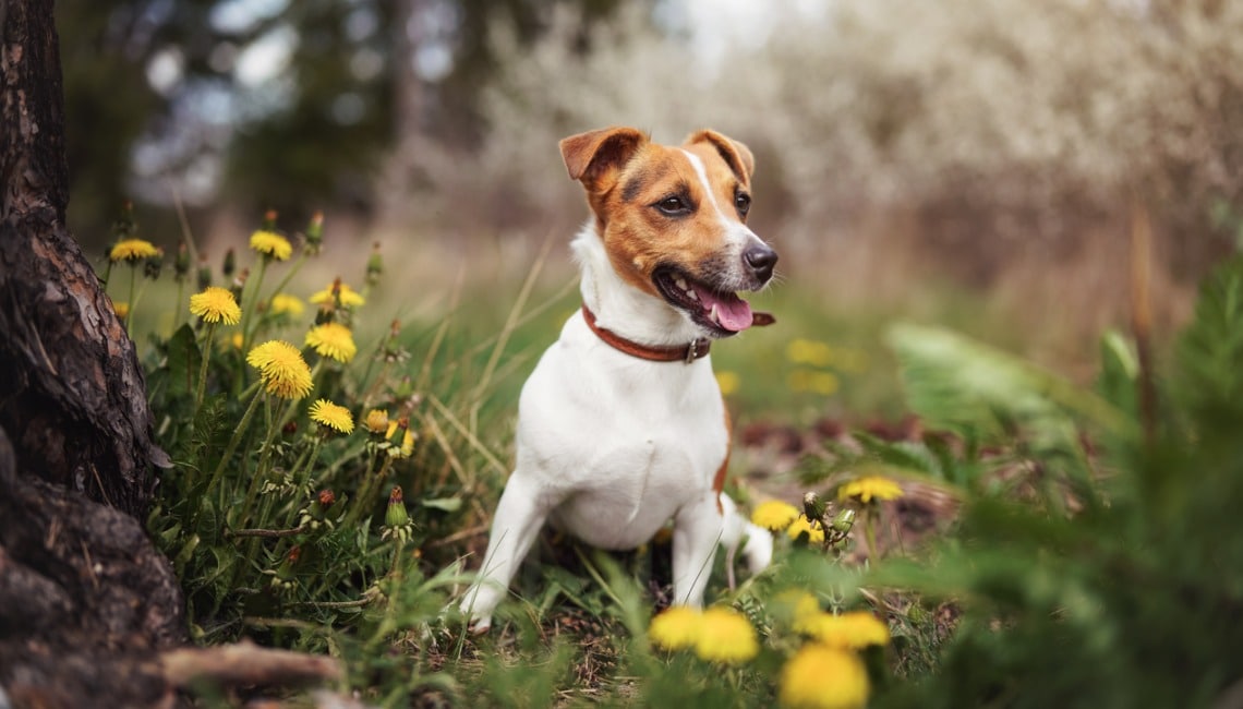 Collier anti aboiement | SmallyStopDog™