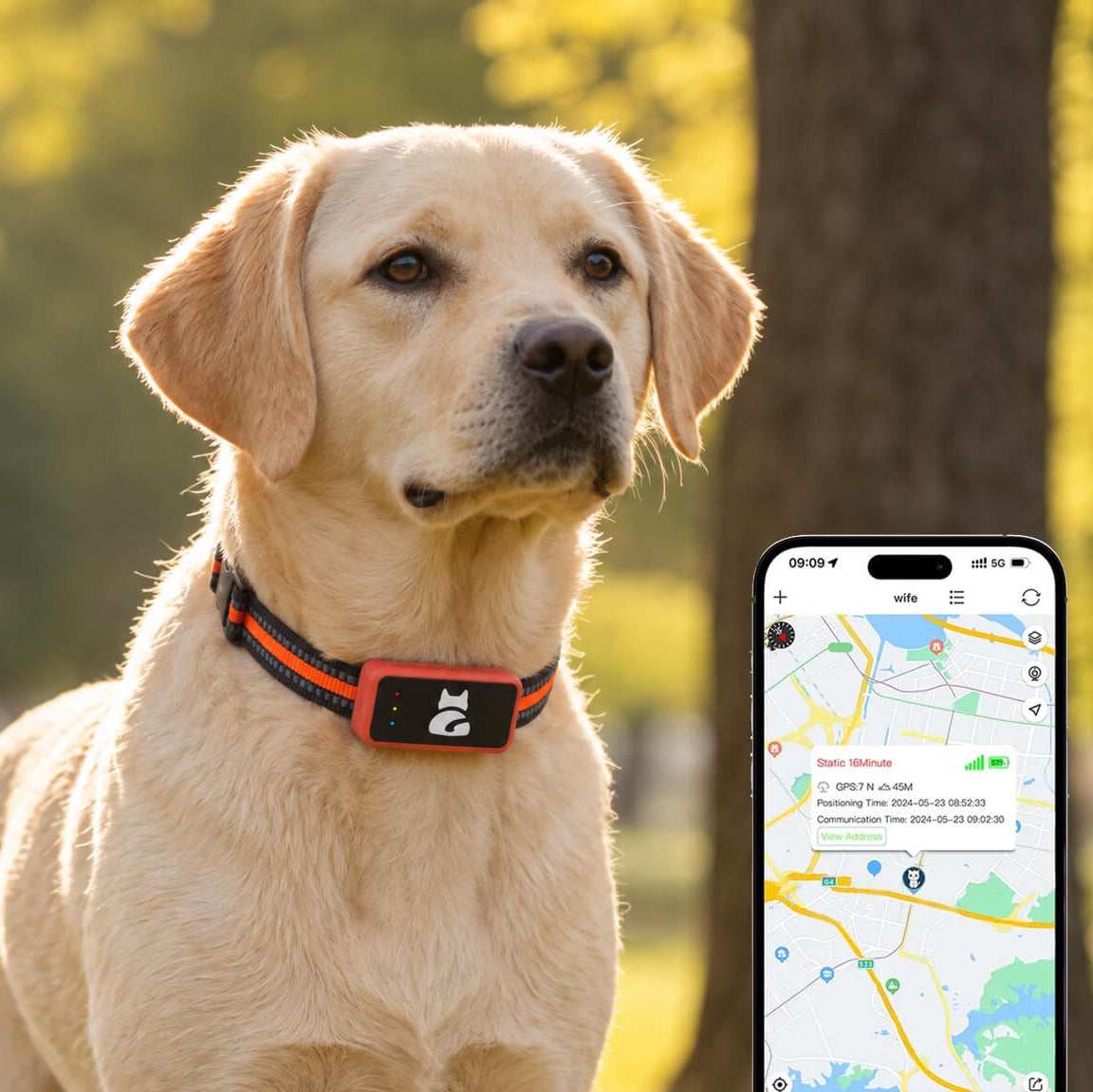Collier GPS pour chien - SimpleFound™ en forêt