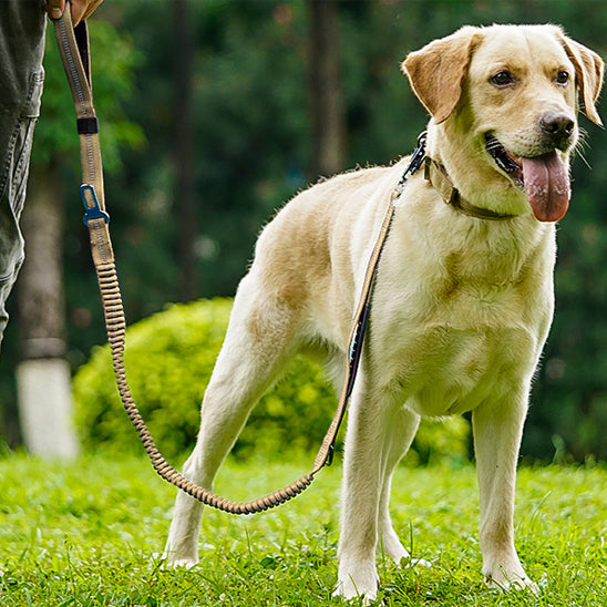 Laisse pour chien - prati-laisse™