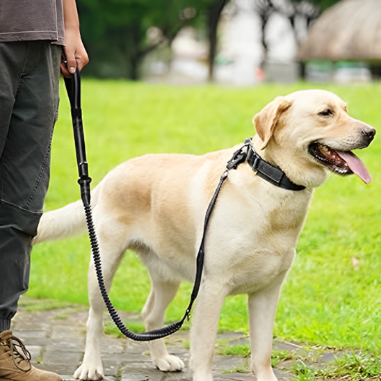 Laisse pour chien - prati-laisse™