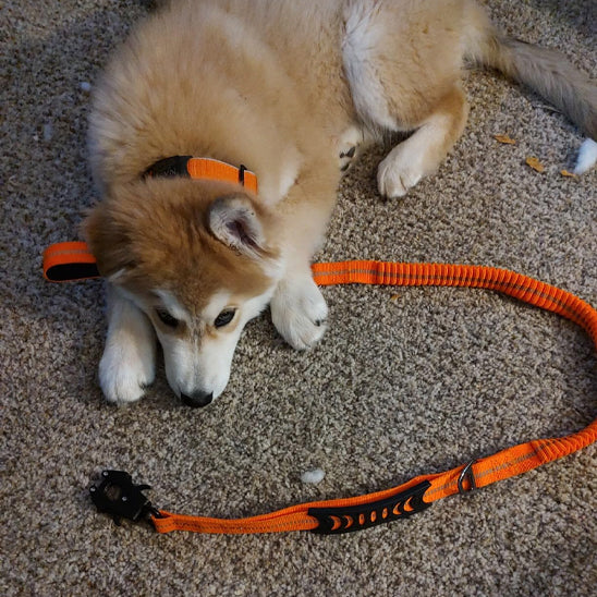 Laisse pour chien - prati-laisse™