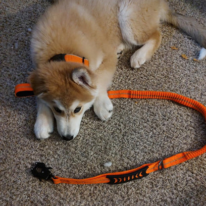 Laisse pour chien - prati-laisse™