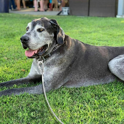 Laisse chien - Filin-Robusto™