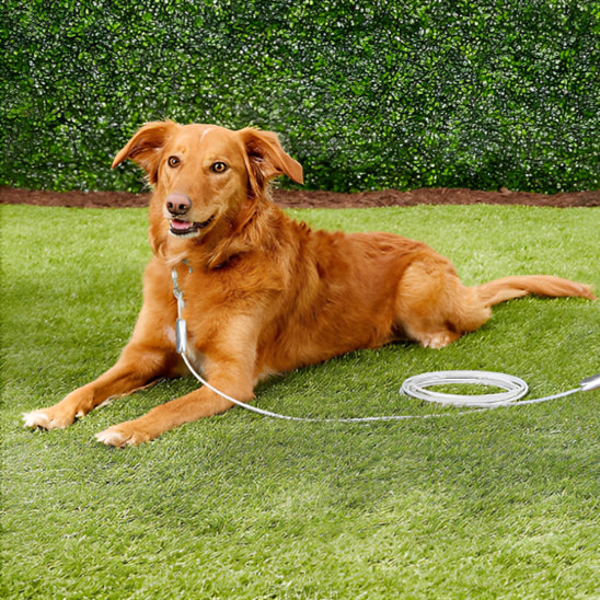 Laisse chien - Filin-Robusto™