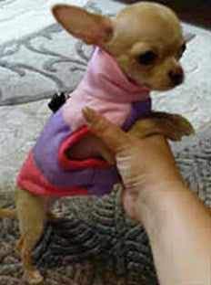 Manteau chien - BestSnowDog™