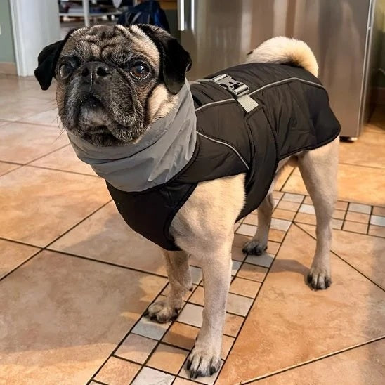 Manteau pour chien - CutieRainDog™