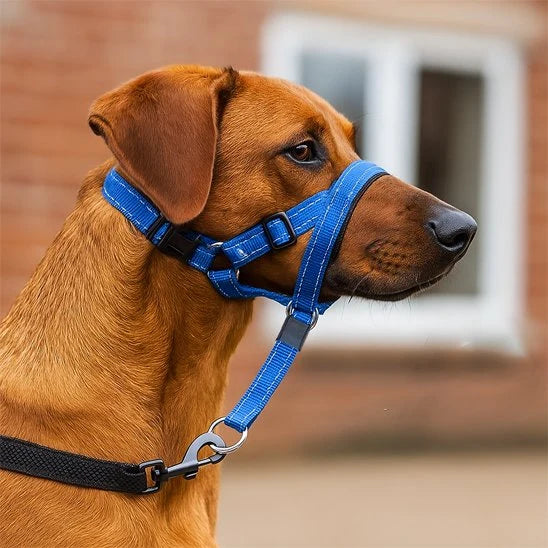 Muselière chien - SupremeConfort™