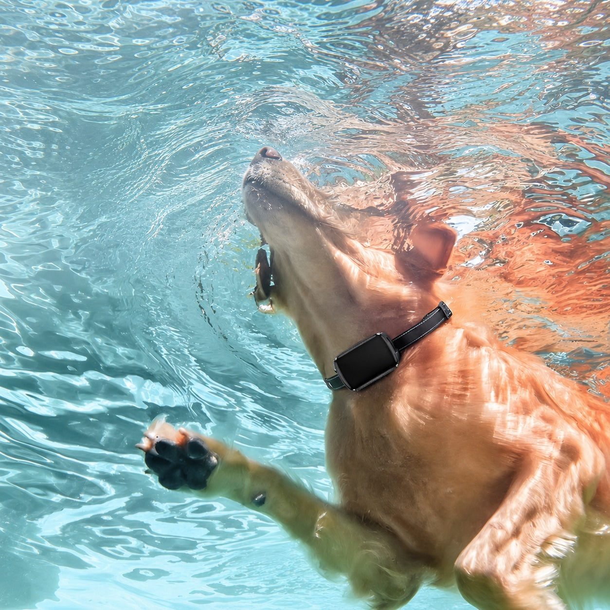 Collier GPS chien - ImNotFar™