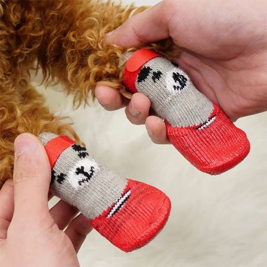 Chaussure chien - CuttieTeddy™ - Ma Promenade avec Toutou