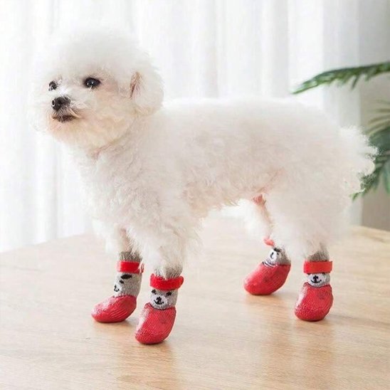 chaussure chien - CuttieTeddy™