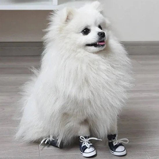 Chaussure Chien - SneakeryDog™