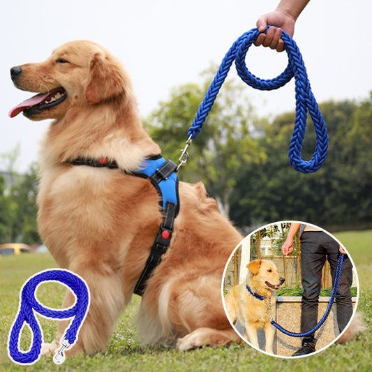 chien avec laisse bleu