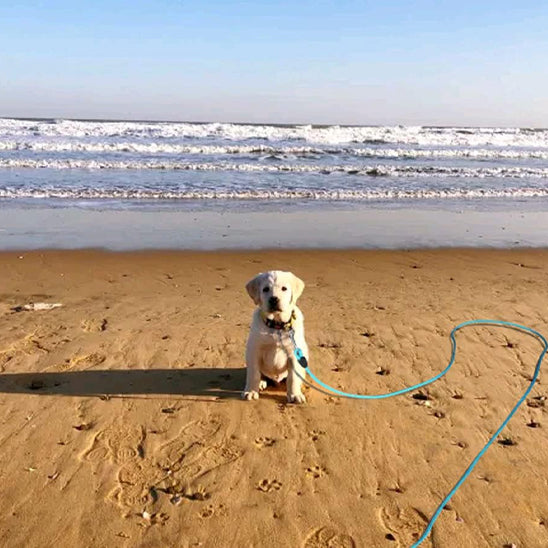 Longe pour chien - Safety-Laisse™