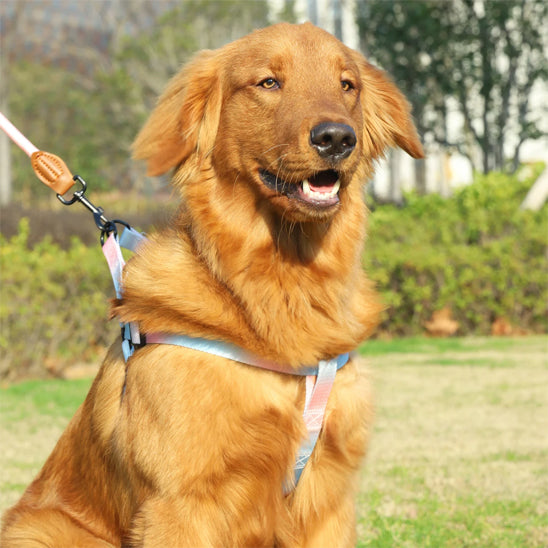 Harnais chien - SuperGrady™