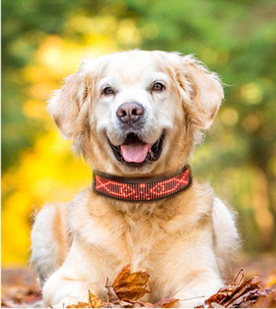 Collier lumineux chien - StunningLumos™
